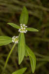 Tropical girdlepod